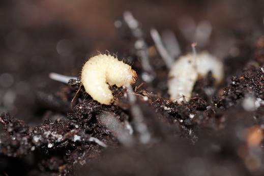 vine weevil larva on soil